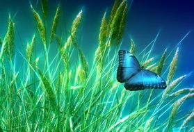 butterfly on a grass picture