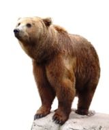 Wild Brown Bear drawing
