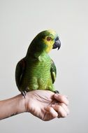green parrot on man's hand