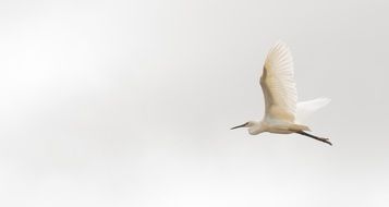 Madagascar Great Egret Bird
