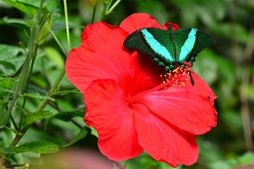 emerald swallowtail on the red flower