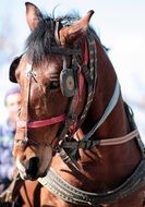 Brown Equine Horse head close up