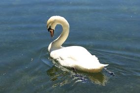 white swan with a curved neck