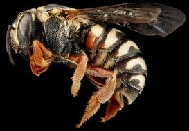 closeup of a bee on the black background