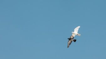 flight of birds in the clear sky