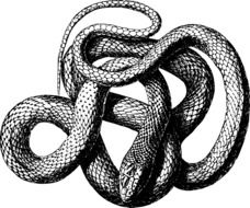 long snake as an illustration