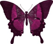 Pretty Purple patterned butterfly