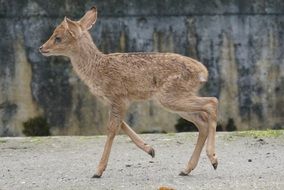 young deer burmese fire