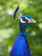 blue peacock at the zoo on a blurred background