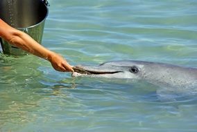 man feeds a wild dolphin