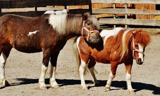 two funny ponies