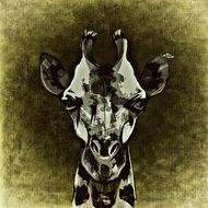 black and white image of a giraffe head
