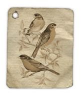 drawing of birds