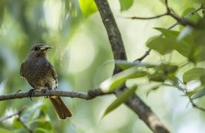 Bird Eating Insect in wildlife portrait