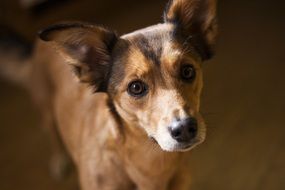 little good brown puppy