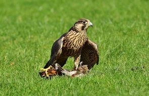 falcon with prey in the wildpark poing