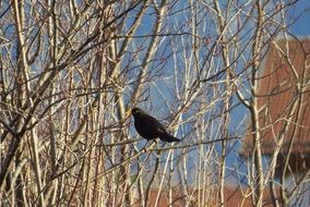 blackbird on tree