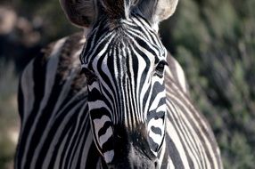 zebra in close-up