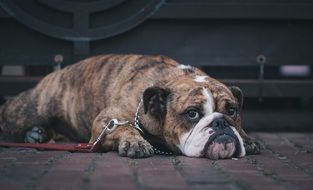 brown puppy dog on a red leash