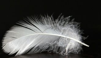 white feather on the black background