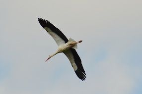 flying stork in wildlife