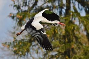 elegant stork in wildlife