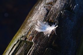 small soft feather on the tree