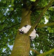 climbed on the tree cat