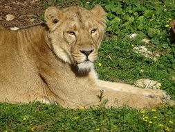 gorgeous Lioness in Savannah