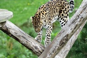 Leopard Spotted Cat