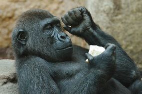 black gorilla lies on the ground at the zoo