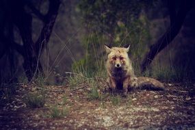 pushy fox on the edge of the forest