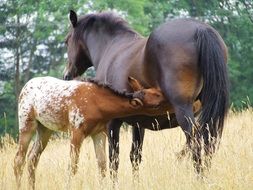 mother and baby Mares on the grass