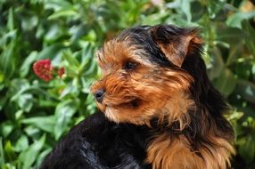 portrait of yorkshire terrier among nature