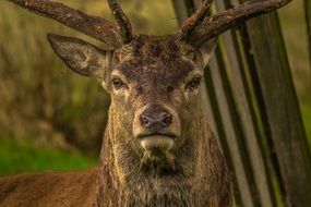 Deer looking straight, head close up