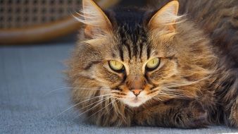 cute fluffy cat