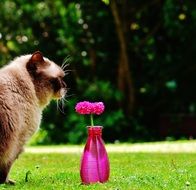 Flower Decoration and cat