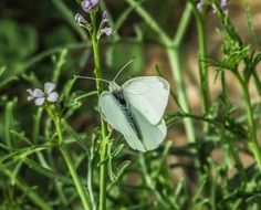 cabbage butterfly white insect nature