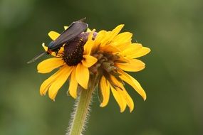 butterfly with folded wings on a yellow flower