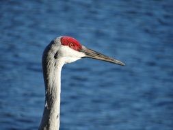 sandhill crane profile