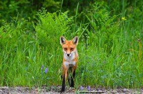 red cute Fox wildlife portrait