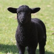 cute little black lamb on the farm