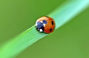 Lucky Ladybug