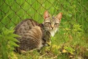 young cat in the grass