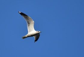 white seagull flies in the clear sky