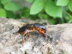 mokw cricket in wildlife