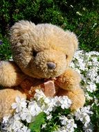 teddy bear in white flowers