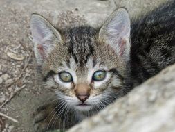 cute little kitten
