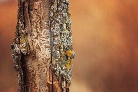 Bark beetle tracks on tree trunk