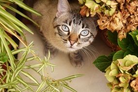 Cat Flower